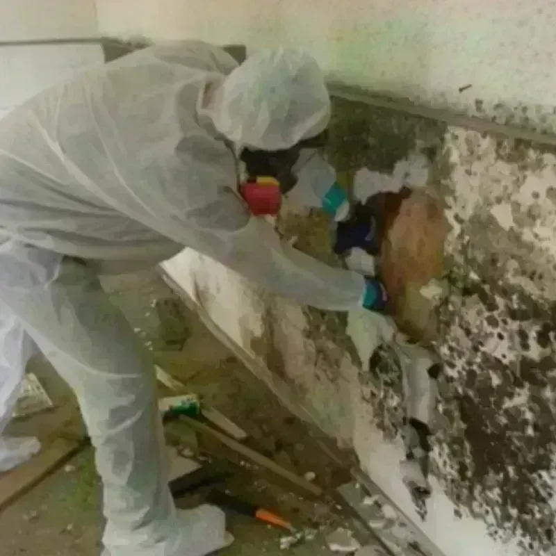 Mold Remediation and Removal in Hewitt, TX